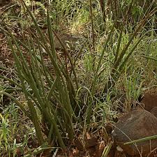 Image result for Sansevieria pearsonii