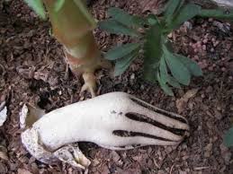 It is a common inhabitant of forest and woodland areas, usually growing from the bases of rotting or injured tree stumps and decaying wood. Fungus From Hell Messed Up Mushrooms That Look Like Boners Brains Zombie Fingers Dangerous Minds