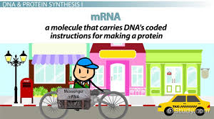 The sites of protein synthesis. What Is The Role Of Dna In Protein Synthesis Video Lesson Transcript Study Com