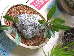 Image result for Kleinia abyssinica