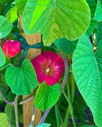 Image result for Stictocardia