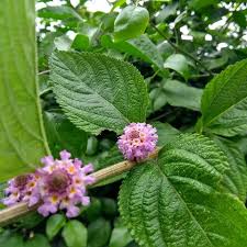 Image result for Lippia woodii