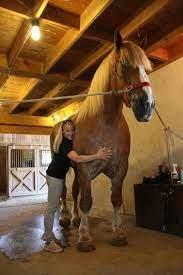 We did not find results for: Biggest Horse In The World Is 20 Hands Wonderful Places Facebook