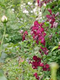 Check spelling or type a new query. Clematis Viticella Rubra Ist Eine Robuste Sorte Mit Weinroten Bluten