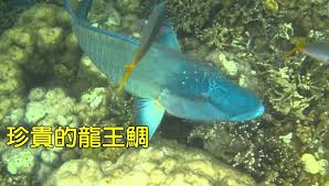 But all she wants to do is get a good night's sleep!? å¥½çè²´çš„é¾çŽ‹é¯› å…¨å°å‰©ä¸åˆ°30éš» è¯è¦–æ–°èžç¶²