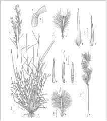 Hasta la línea de nieves perpetuas, aproximadamente 4.300 m s. Revision Taxonomica De Las Especies Del Genero Schizachyrium Poaceae Andropogoneae De Sudamerica