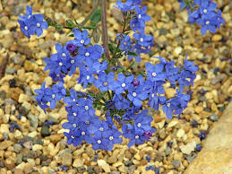 Image result for Anchusa capensis