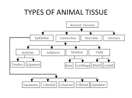 What are the four types of tissue and their functions? What Are The Differences Between The Tissues Of Plants And Animals In Terms Of Structure And Function Quora