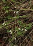 Image result for Stachys pseudonigricans