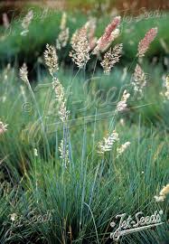 Image result for Melinis nerviglumis