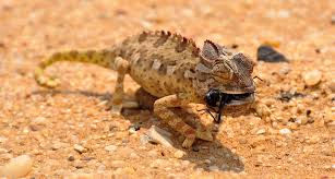 Maybe you would like to learn more about one of these? What Do Chameleons Eat Chameleons As Pets