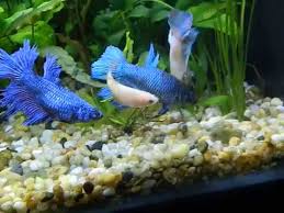Betta Hunting Snails Youtube