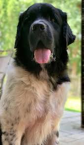 Many newfoundlands are known to drool in excess, especially in warmer climates or on hot days. Meet Odin My Brown Newfies Outdoor Dog Newfoundland Breed Newfoundland Dog