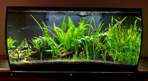 Image result for Vallisneria