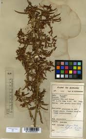 Image result for Kotschya africana