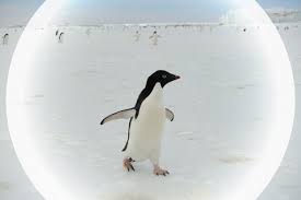 The official original penguin® online store. Energetic Fitness Field Metabolic Rates Assessed Via 3d Accelerometry Complement Conventional Fitness Metrics Gremillet 2018 Functional Ecology Wiley Online Library