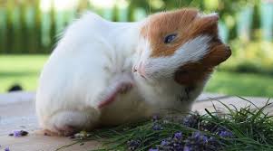Hallo zusammen, morgen bekommen wir zwei heijei, ich habe wieder in. Meerschweinchen Kastration Infos Fakten Meerschwein Sein