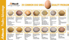 Bird Eggs With Brown Spots On Shell 20 Common Egg Shell Quality Problems Egg Shells Chickens Backyard Chicken Eggs Problems