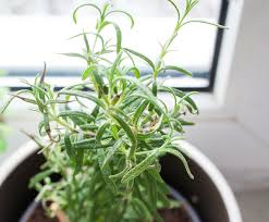 Then you would need pruning is a kind of treatment for rosemary bush. Plant Profile Rosemary Minigarden Us