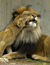 Bite Off More Than You Can Chew Gif 