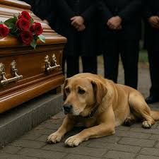 Loyal dog walked 12 km to his dad's funeral to say his final goodbye In Ipuiúna, Brazil, a loyal dog named Nick walked 12 kilometers to attend his owner's funeral. His human,