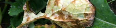 Residential, industrial and institutional pest control / από: Pacific Northwest Pest Management Handbooks