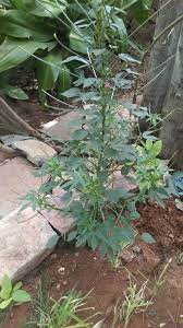 kenaf plant plants small garden botany