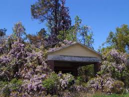 Image result for Lessertia macrostachya