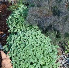 Although this species is not the culinary choice and its leaves are virtually flavorless, it is durable in the landscape and forms such dense mats over time that you can barely penetrate it with a shovel. Origanum Vulgare Hirtum Greek Oregano Oregano Plant Edible Landscaping Planting Herbs