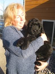 The giant schnoodle is a first generation designer crossbreed whose parents are the standard poodle and the giant schnauzer. French Valley Ranch S Giant Schnoodles And Miniature Schnauzers Our Standard Poodle Breeding Program Was Completed Spring 2016 When We Completed Our Agreement To Our Friend Who Raised Standard Poodles For Many