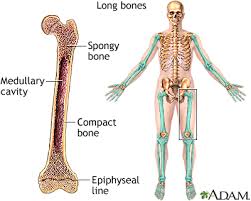 Short bones tend to look like a cube. 2013 Kaitlyn Small Skeletal System Anatomy Bone Calcium En Human Joints Presentation Project Resources Science Glogster Edu Interactive Multimedia Posters