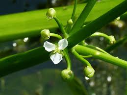 Image result for Limnophyton obtusifolium