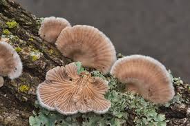 Aici sunt enumerate doar câteva exemplare. Schizophyllum Commune Wikipedia