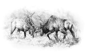 Roosevelt elk have been reintroduced into alaska where the largest males are estimated to weigh up to 1300 pounds. The Scuffle Drawing By Aaron Spong