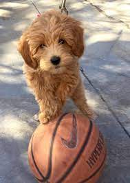 Mini golden doodle puppies for sale. The Harris Farm About F1b Mini Goldendoodles Goldendoodle Puppy Cute Dogs Cute Dog Pictures