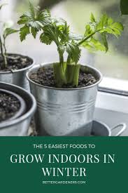 Tomatoes can be difficult to grow indoors, because the fruit needs sunlight to grow effectively temperatures should be in the range of 65 degrees fahrenheit (18 c) or more indoors. 5 Easiest Foods To Grow Indoors In Winter Better Gardener S Guide