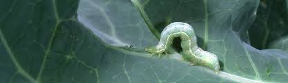 Cabbage Looper / Floriculture and Ornamental Nurseries / Agriculture: Pest  Management Guidelines / UC Statewide IPM Program (UC IPM)