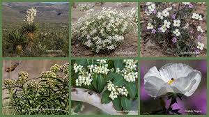 These plants are all native to the central texas region and are especially useful in container gardens. White Flowers Big Bend National Park U S National Park Service