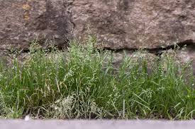 Image result for Poa