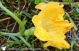 Zucchini plants produce male and female flowers on the same plant and for the plants to produce fruit, insects must visit both flowers, taking the pollen from male flowers and transferring it to the female flower. How To Pollinate Squash By Hand Complete Step By Step Guide