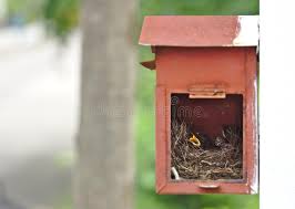 The fostering programme used to save the black robin was such a fantastic success that it has been used as a case model on how to save endangered birds around the world. Two Little Black Oriental Magpie Robin Birds Lay Down On Small Cozy Brown Wood Nest In Old Rusty Red Mailbox Hanging On White Wall Stock Image Image Of Hanging Brown 121027993
