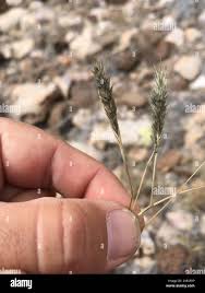 Image result for Enneapogon desvauxii