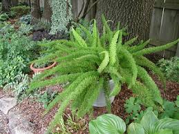 Foxtail fern grows very well in containers on their own or part of an assortment. Asparagus Densiflorus Meyersii Foxtail Fern