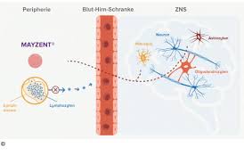 Schranken zwischen dem blut und den organen. Abbildung 2 Mayzent