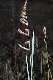 Image result for Echinochloa pyramidalis