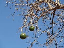 Image result for Strychnos cocculoides