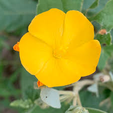 Image result for Melhania velutina