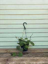 Image result for Vitex obovata