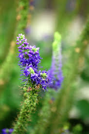 Maybe you would like to learn more about one of these? Purple Wildflowers Near Bowling Green Kentucky Purple Wildflowers Wild Flowers Plants