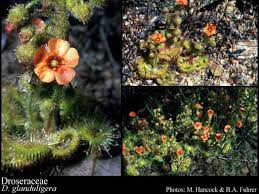 Image result for Droseraceae